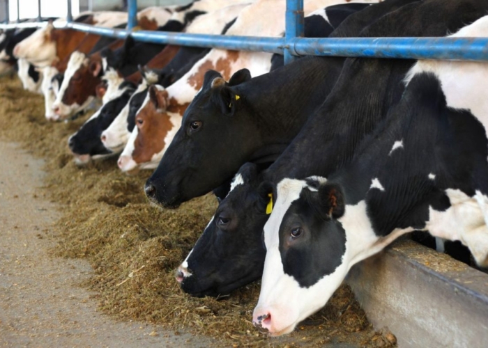 fosfaatrechten bedrijfstoeslag kalveren intensieve veehouderij stikstofemissie positieve weigering