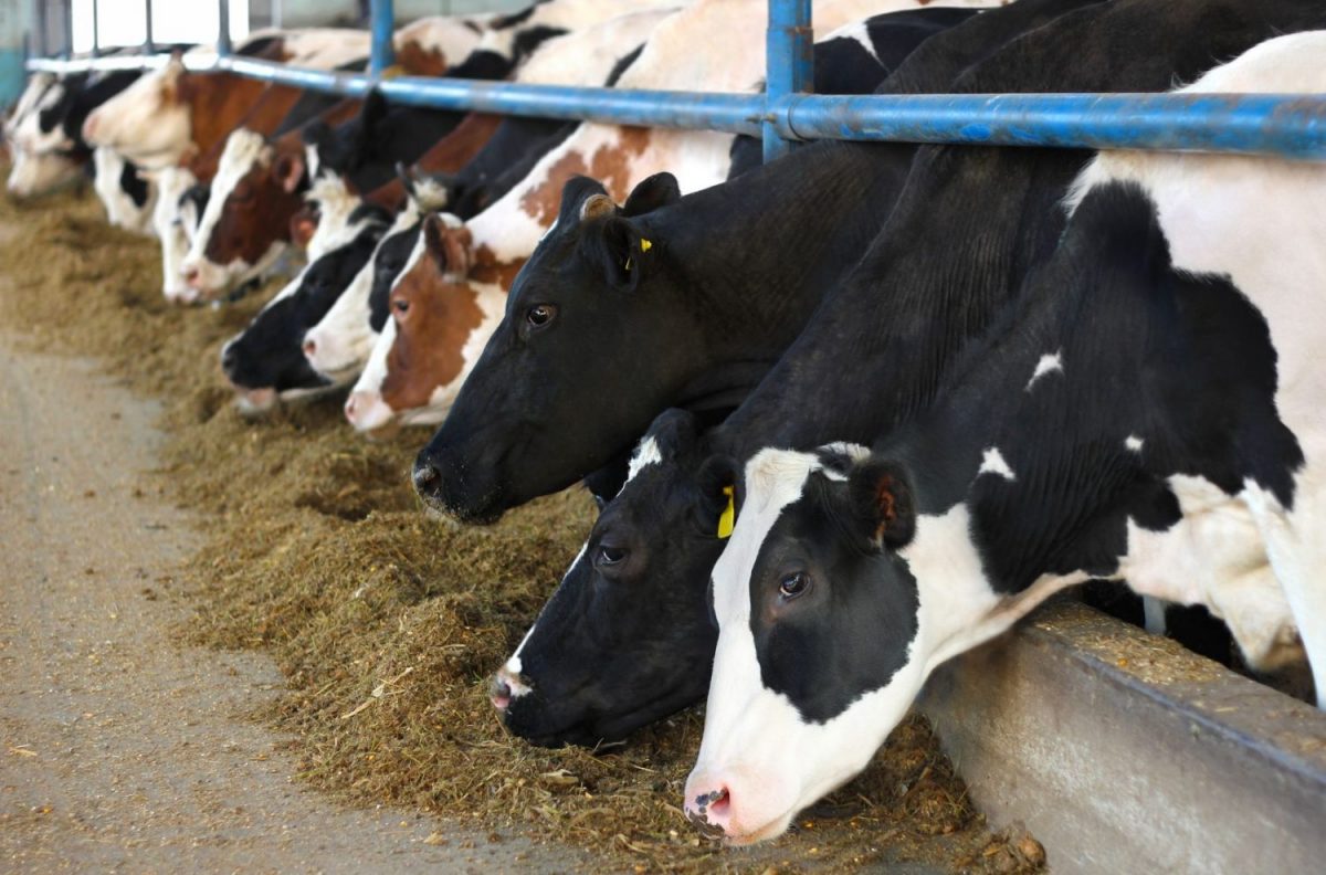 fosfaatrechten bedrijfstoeslag kalveren intensieve veehouderij stikstofemissie positieve weigering