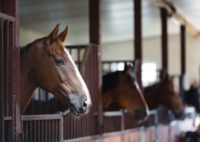 manage paardenverblijf paarden overgangsrecht bestemmingsplan
