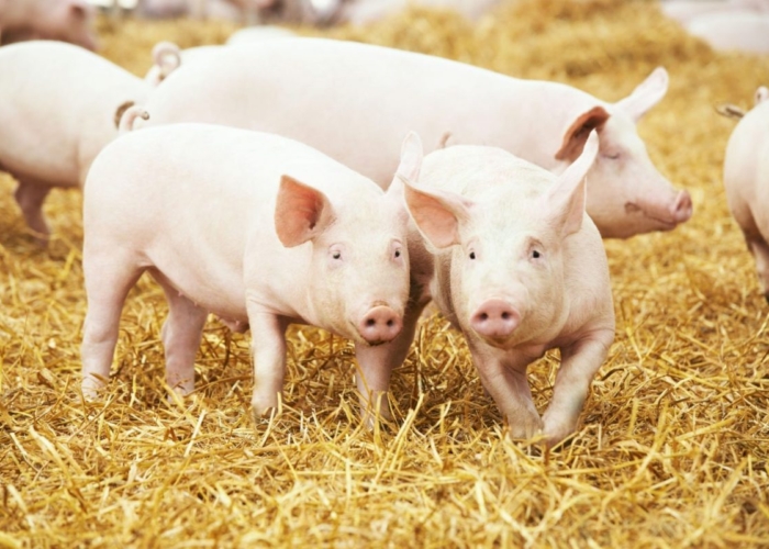 MER m.e.r. varkens geurbelasting Varkens in Nood-arrest