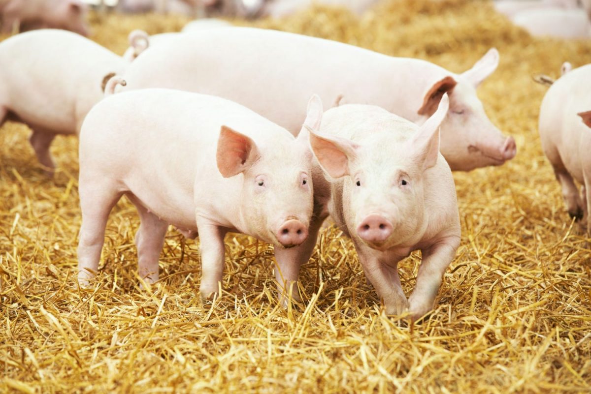 MER m.e.r. varkens geurbelasting Varkens in Nood-arrest