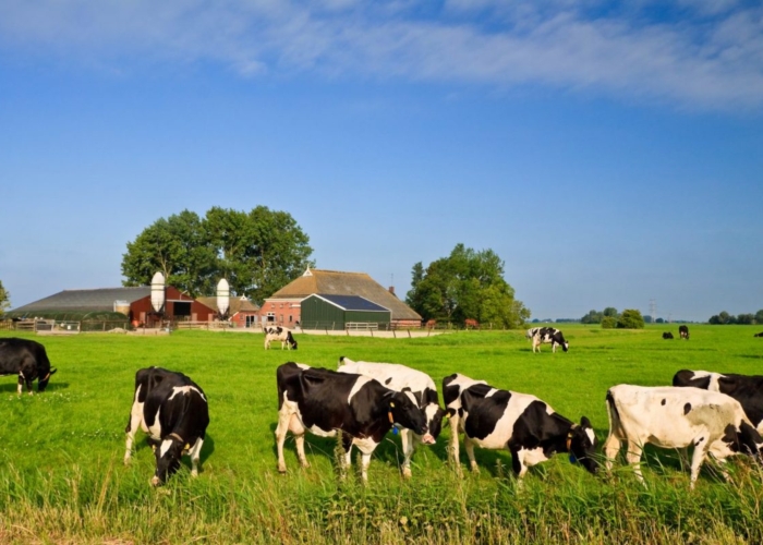 fosfaatrechten fosfaatreductie bedrijfstoeslag landbouw natuurvergunning aanspraak fosfaatrechten
