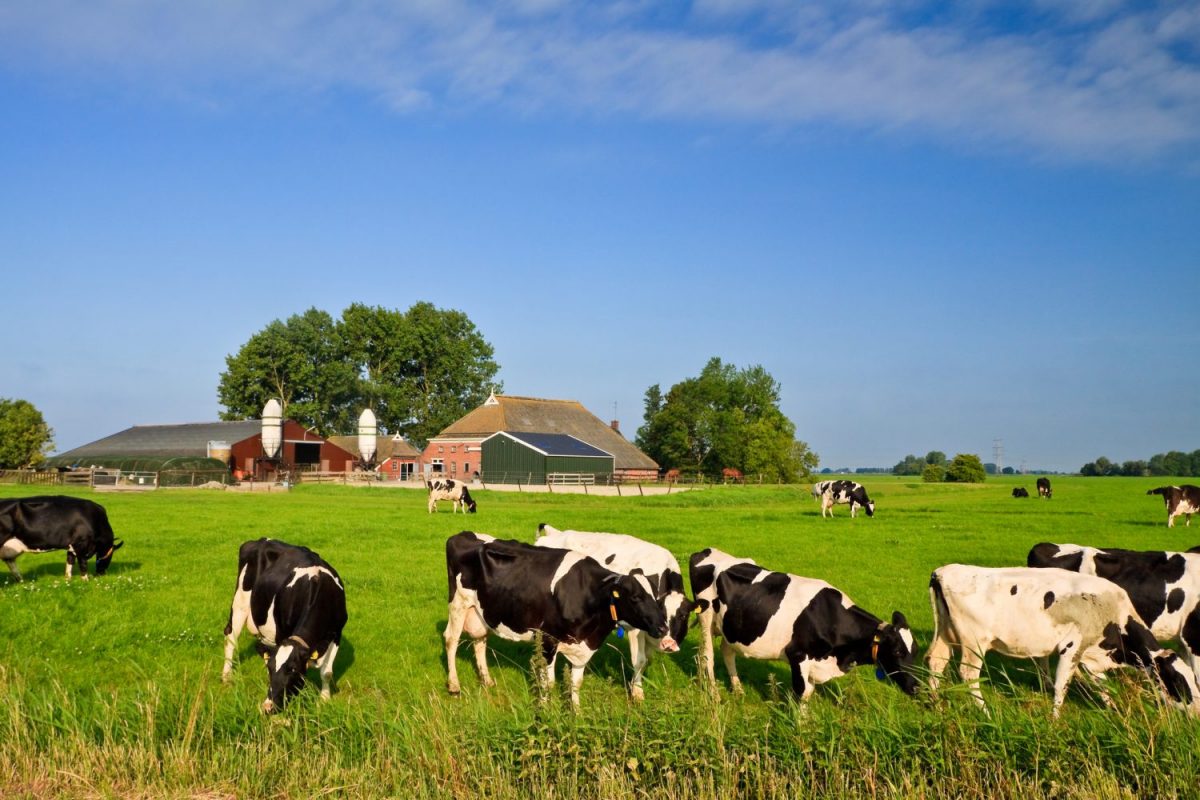fosfaatrechten fosfaatreductie bedrijfstoeslag landbouw natuurvergunning aanspraak fosfaatrechten