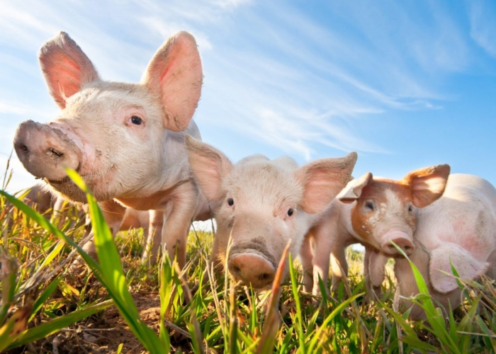 varkensrechten geurhinder varkens in nood