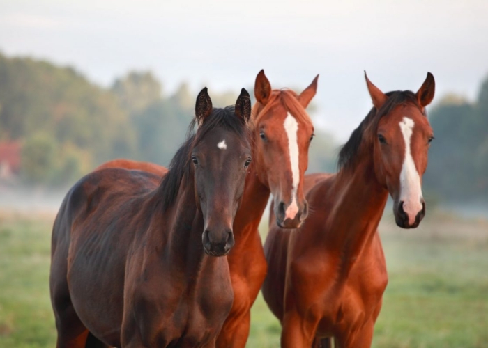 paardenhouderij paard in tuin overlast