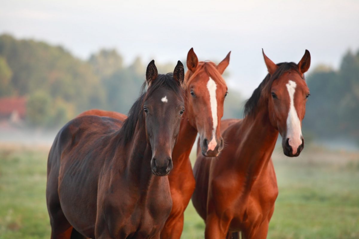 paardenhouderij paard in tuin overlast